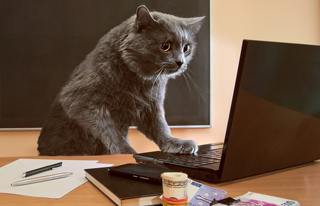 选择成都定制网站建设的原因是什么？ 